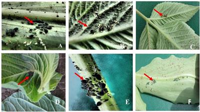 Detection of cassava brown streak ipomoviruses in aphids collected from cassava plants